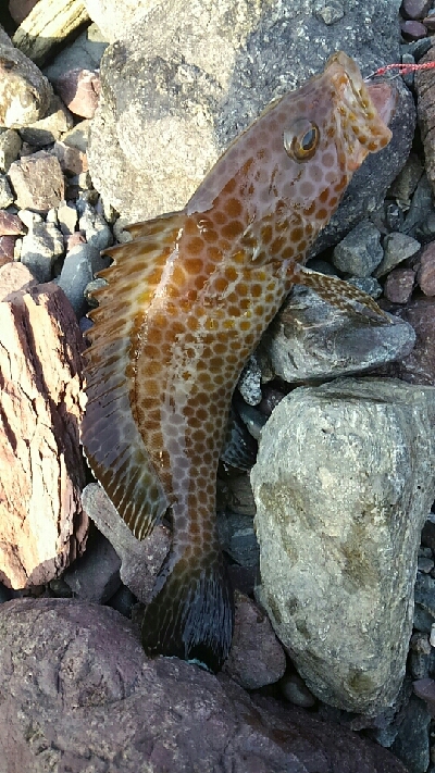 オオモンハタ！