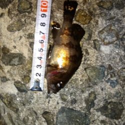 メバリング貧果