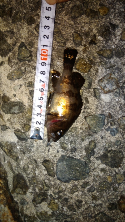 メバリング貧果