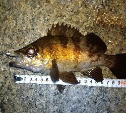 メバリング　サーフ