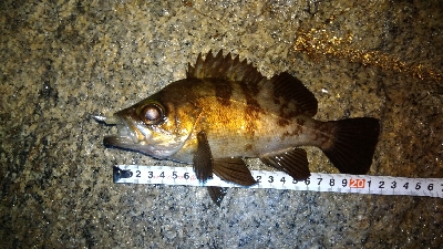 メバリング　サーフ