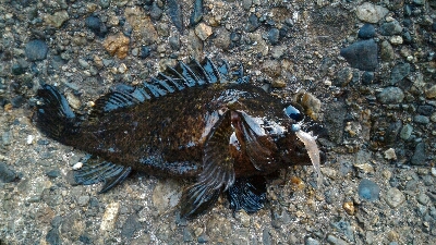 穴釣り、メバリング