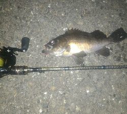 ちょこっとアーバンメバリング