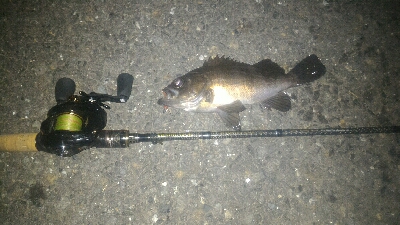 ちょこっとアーバンメバリング