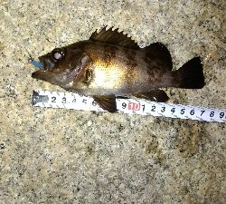 メバリングガシリング