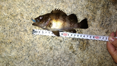 メバリングガシリング