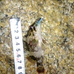 マイクロメバル