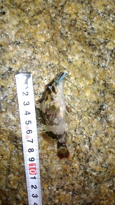 マイクロメバル