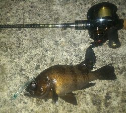 爆風メバリング