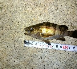 チビメバルチビガシラ