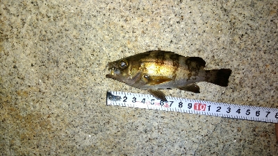 チビメバルチビガシラ