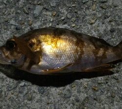 短時間メバリング