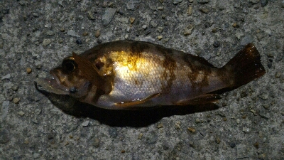 短時間メバリング