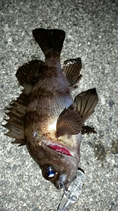 釣りのしやすい季節