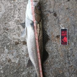 シーバストリオ完成