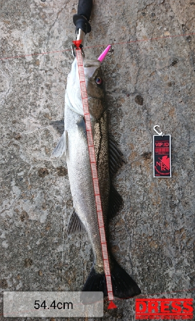 シーバストリオ完成