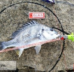 早起きしても沢山釣れず