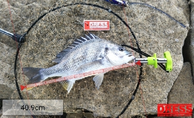 早起きしても沢山釣れず