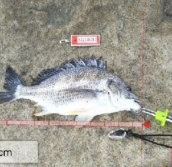 今日も懲りずにフカセチヌ