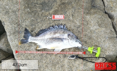 今日も懲りずにフカセチヌ