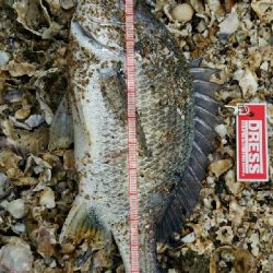 久しぶりのチヌ