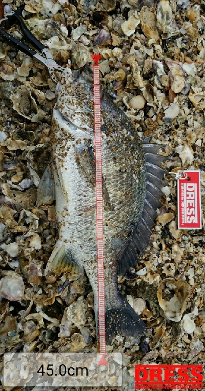 久しぶりのチヌ