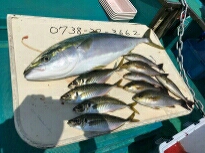 イサキ、アジ時々青物