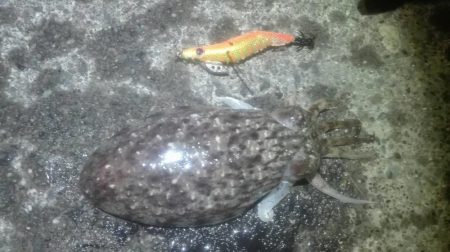 焼津港　連日コウイカ好調