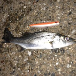 ちぃ〜〜〜バス