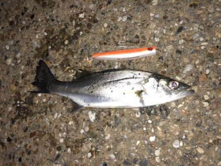 ちぃ〜〜〜バス