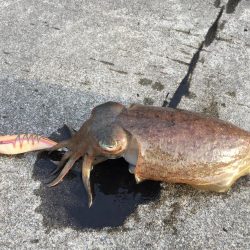 久しぶりのコウちゃん