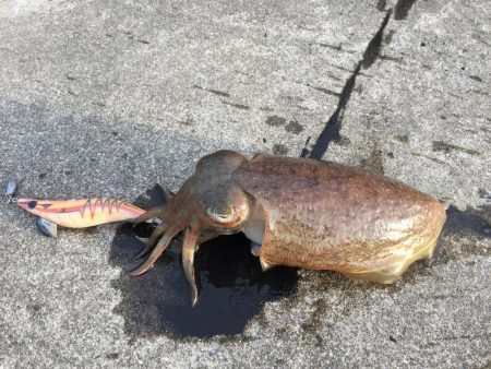 久しぶりのコウちゃん