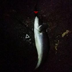 ブルームーン釣行