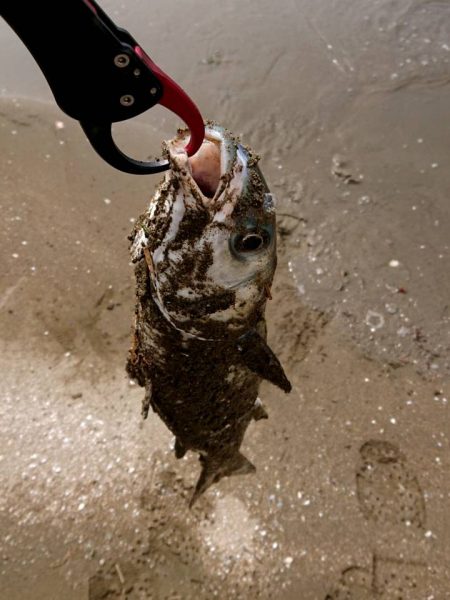 ボラ ボラ ボラ