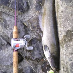 近くの河川でトップウォーター