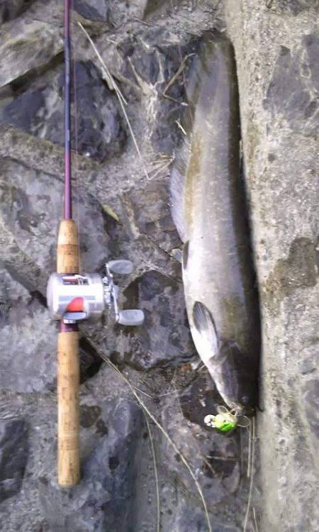 近くの河川でトップウォーター