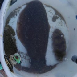 雨が降る前に行って来ました。