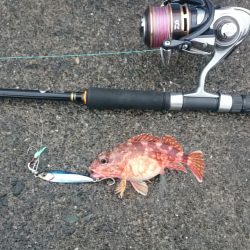 サゴシ居ない？