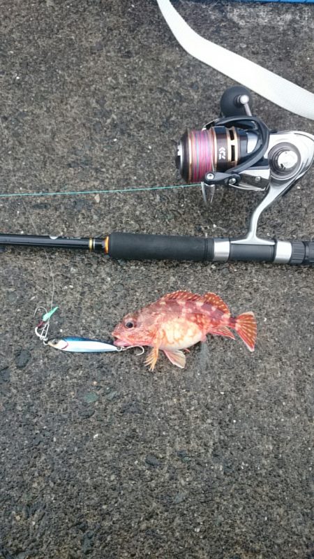 サゴシ居ない？