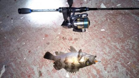 ムラソイを探して