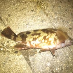 メバルさんは何処へ