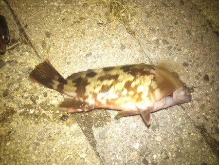 メバルさんは何処へ