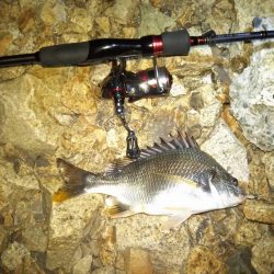 チニング　ショート釣行