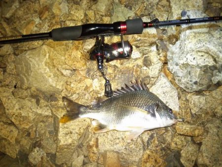 チニング　ショート釣行