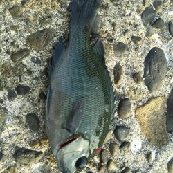 緊急司令：南芦屋浜 北側水道調査