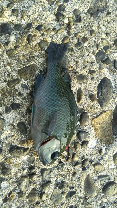 緊急司令：南芦屋浜 北側水道調査