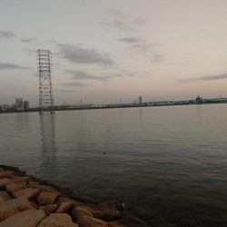 ボラ無しシーバス