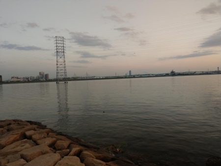 ボラ無しシーバス