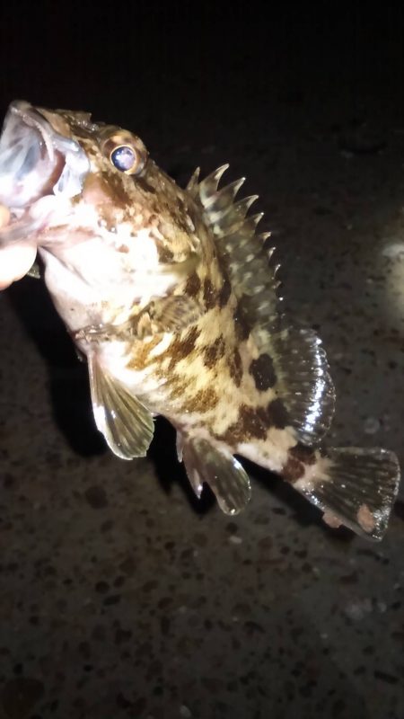 外道で三目達成(笑)