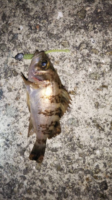 朝マヅメ江井ヶ島リベンジマッチ•̀.̫•́…